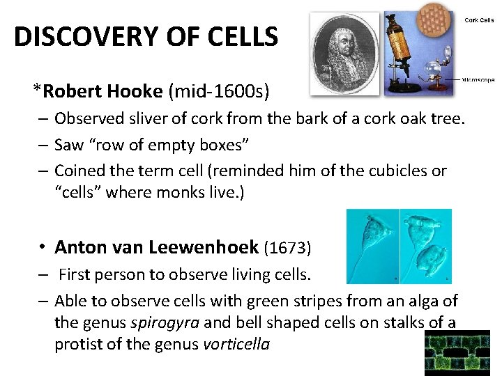 DISCOVERY OF CELLS *Robert Hooke (mid-1600 s) – Observed sliver of cork from the DISCOVERY OF CELLS *Robert Hooke (mid-1600 s) – Observed sliver of cork from the