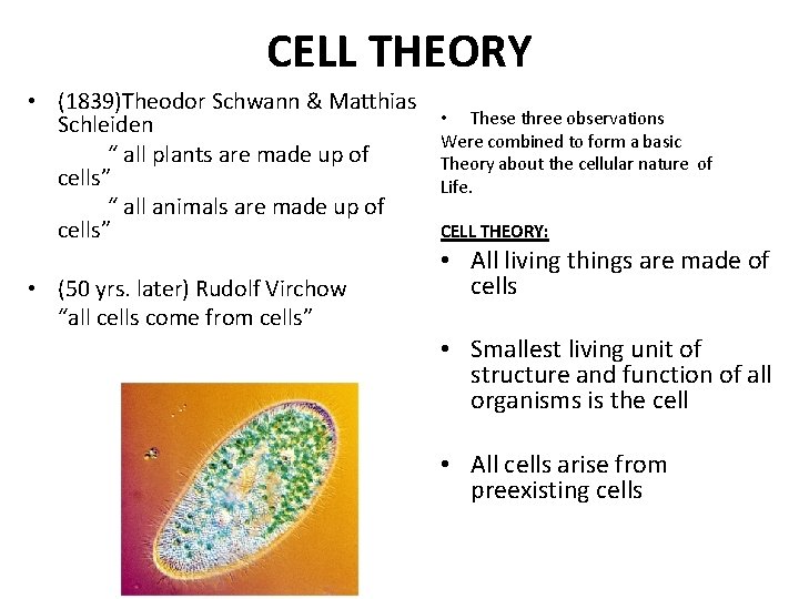 CELL THEORY • (1839)Theodor Schwann & Matthias Schleiden “ all plants are made up CELL THEORY • (1839)Theodor Schwann & Matthias Schleiden “ all plants are made up