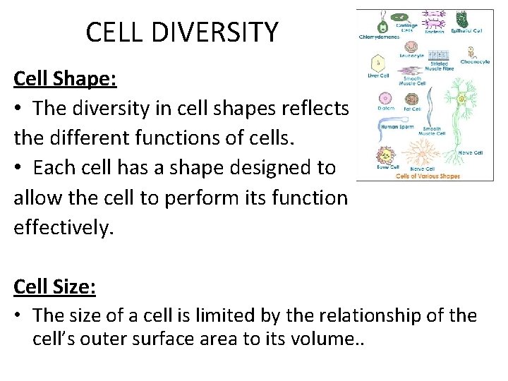 CELL DIVERSITY Cell Shape: • The diversity in cell shapes reflects the different functions CELL DIVERSITY Cell Shape: • The diversity in cell shapes reflects the different functions