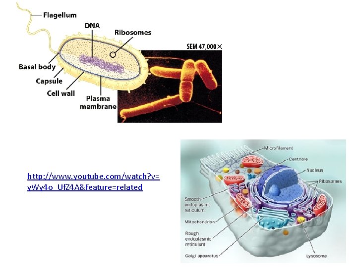 http: //www. youtube. com/watch? v= y. Wy 4 o_Uf. Z 4 A&feature=related http: //www. youtube. com/watch? v= y. Wy 4 o_Uf. Z 4 A&feature=related