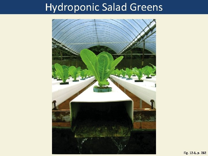 Hydroponic Salad Greens Fig. 12 -6, p. 282 