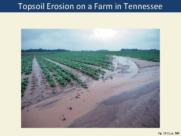 Topsoil Erosion on a Farm in Tennessee Fig. 12 -11, p. 289 