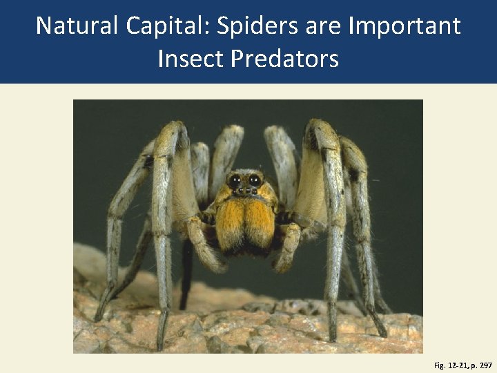 Natural Capital: Spiders are Important Insect Predators Fig. 12 -21, p. 297 