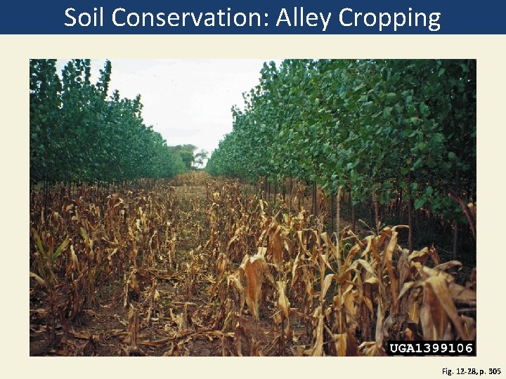 Soil Conservation: Alley Cropping Fig. 12 -28, p. 305 