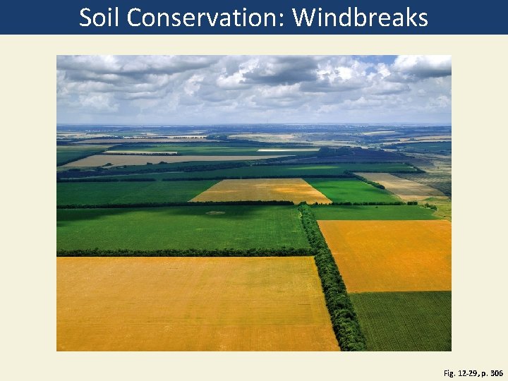 Soil Conservation: Windbreaks Fig. 12 -29, p. 306 