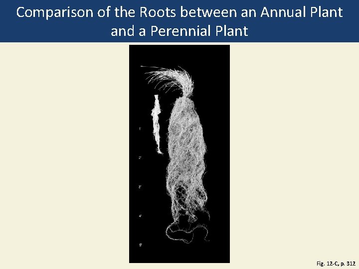 Comparison of the Roots between an Annual Plant and a Perennial Plant Fig. 12