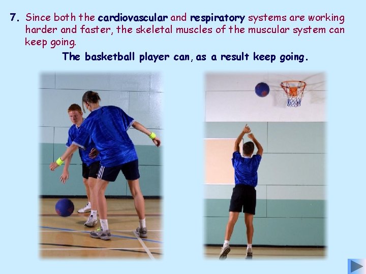 7. Since both the cardiovascular and respiratory systems are working harder and faster, the 7. Since both the cardiovascular and respiratory systems are working harder and faster, the