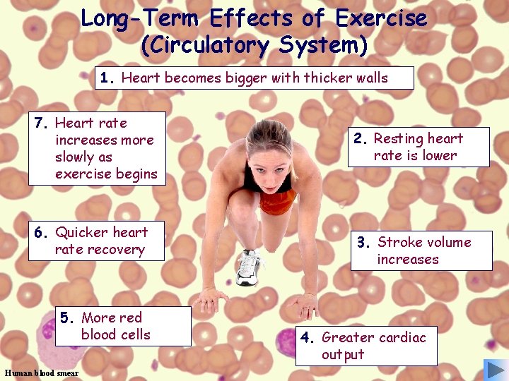 Long-Term Effects of Exercise (Circulatory System) 1. Heart becomes bigger with thicker walls 7.