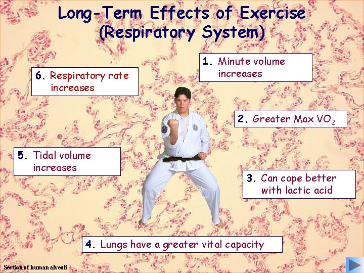 Long-Term Effects of Exercise (Respiratory System) 6. Respiratory rate increases 1. Minute volume increases