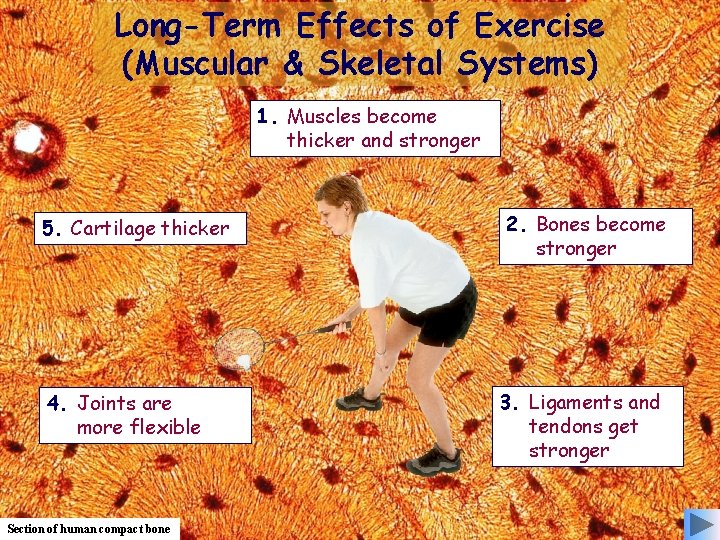 Long-Term Effects of Exercise (Muscular & Skeletal Systems) 1. Muscles become thicker and stronger