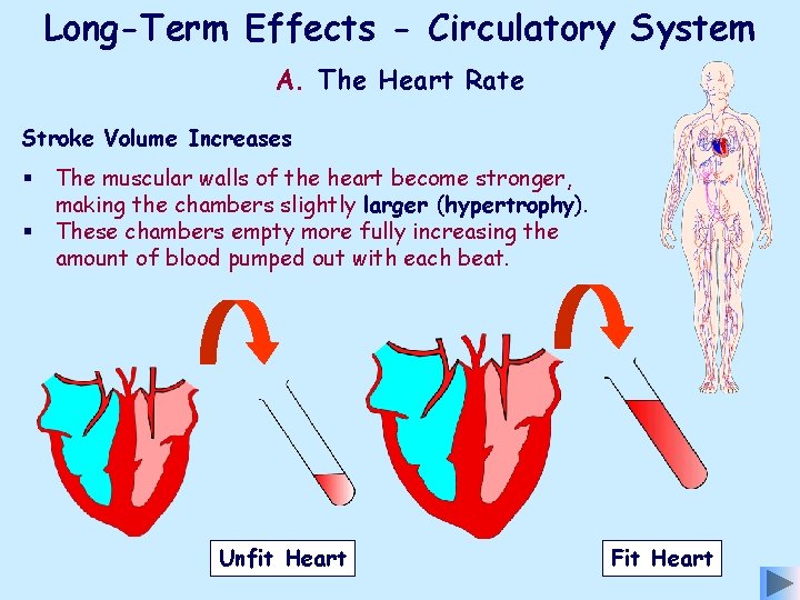 Long-Term Effects - Circulatory System A. The Heart Rate Stroke Volume Increases § §