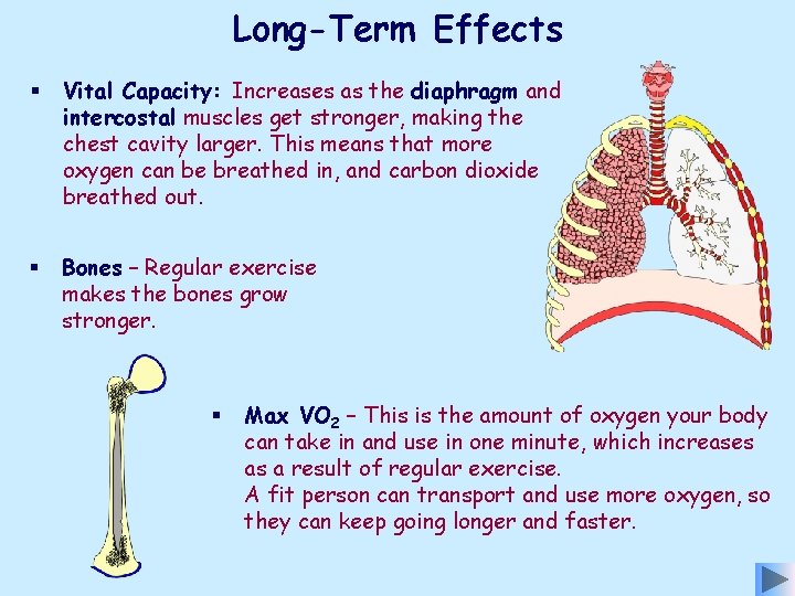 Long-Term Effects § Vital Capacity: Increases as the diaphragm and intercostal muscles get stronger,