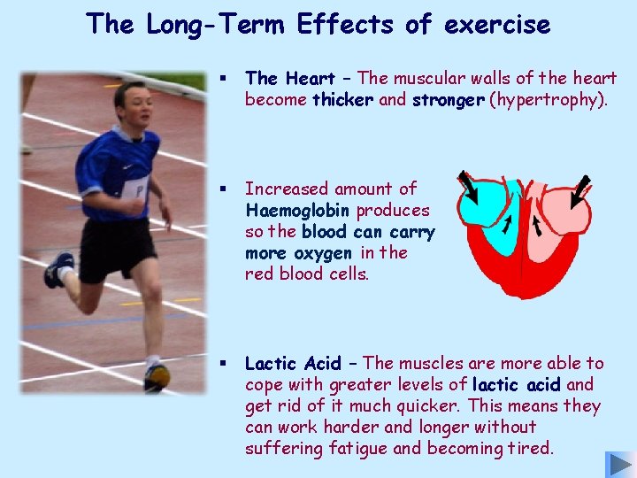 The Long-Term Effects of exercise § The Heart – The muscular walls of the