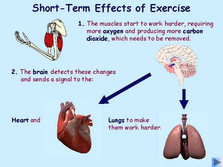 Short-Term Effects of Exercise 1. The muscles start to work harder, requiring more oxygen