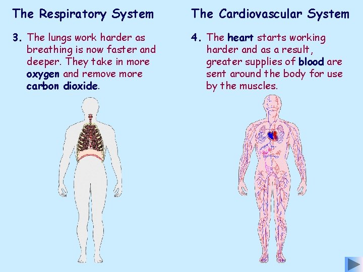 The Respiratory System The Cardiovascular System 3. The lungs work harder as breathing is