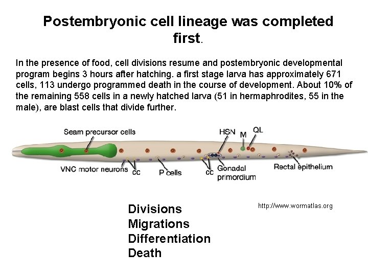 Postembryonic cell lineage was completed first. In the presence of food, cell divisions resume
