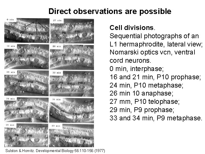 Direct observations are possible Cell divisions. Sequential photographs of an L 1 hermaphrodite, lateral