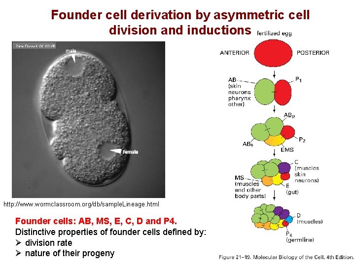 Founder cell derivation by asymmetric cell division and inductions http: //www. wormclassroom. org/db/sample. Lineage.