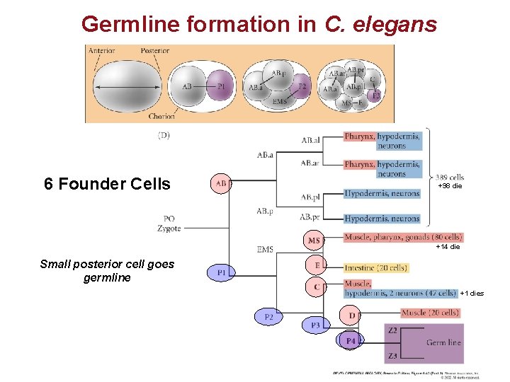 Germline formation in C. elegans 6 Founder Cells +98 die +14 die Small posterior