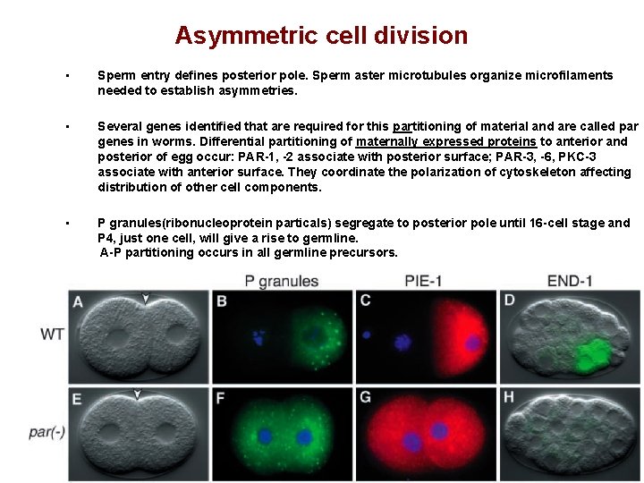 Asymmetric cell division • Sperm entry defines posterior pole. Sperm aster microtubules organize microfilaments