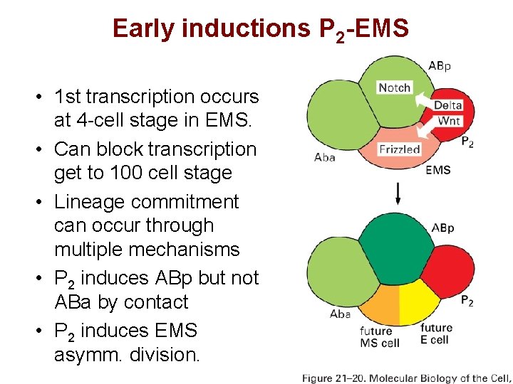 Early inductions P 2 -EMS • 1 st transcription occurs at 4 -cell stage