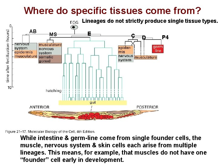 Where do specific tissues come from? Lineages do not strictly produce single tissue types.