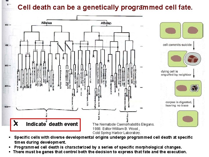 Cell death can be a genetically programmed cell fate. Indicate death event The Nematode