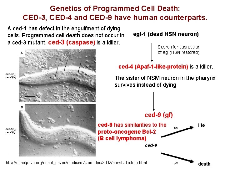 Genetics of Programmed Cell Death: CED-3, CED-4 and CED-9 have human counterparts. A ced-1