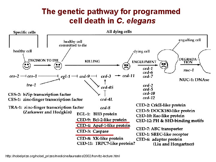 The genetic pathway for programmed cell death in C. elegans http: //nobelprize. org/nobel_prizes/medicine/laureates/2002/horvitz-lecture. html