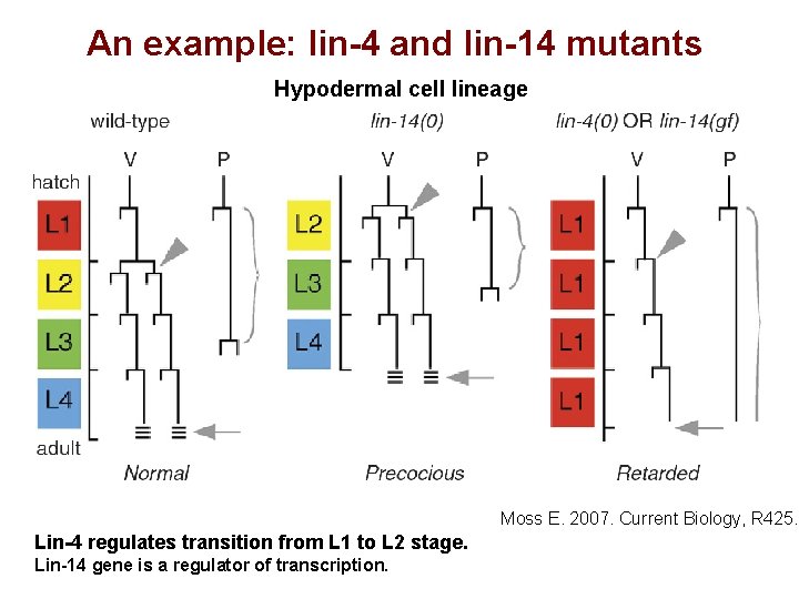 An example: lin-4 and lin-14 mutants Hypodermal cell lineage Moss E. 2007. Current Biology,