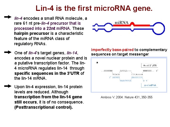 Lin-4 is the first micro. RNA gene. lin-4 encodes a small RNA molecule, a