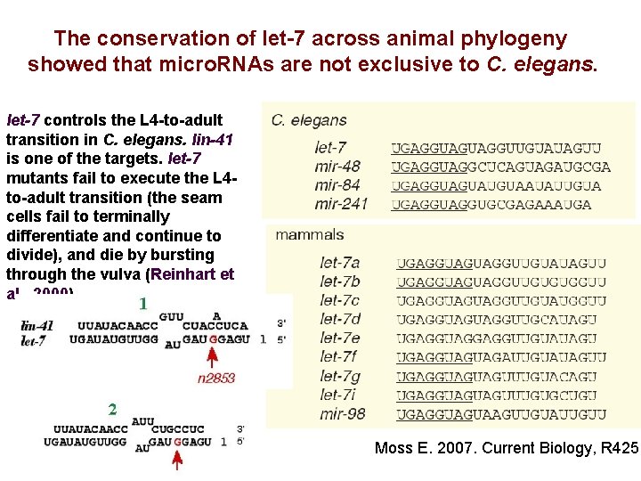 The conservation of let-7 across animal phylogeny showed that micro. RNAs are not exclusive