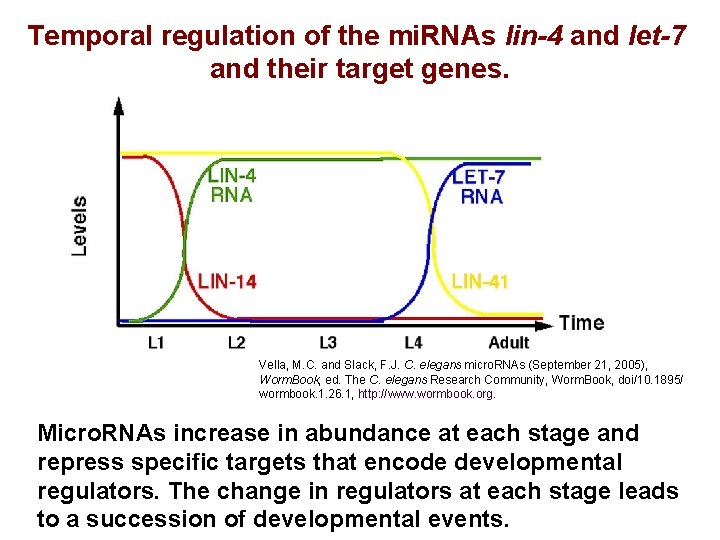 Temporal regulation of the mi. RNAs lin-4 and let-7 and their target genes. Vella,