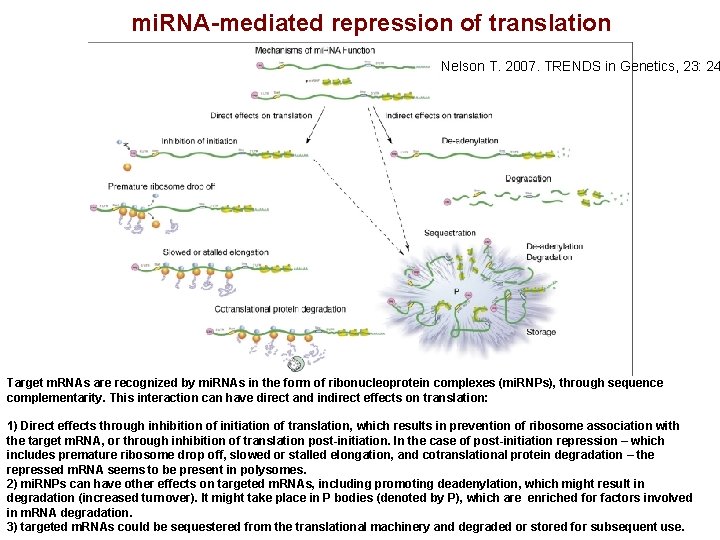 mi. RNA-mediated repression of translation Nelson T. 2007. TRENDS in Genetics, 23: 24 Target