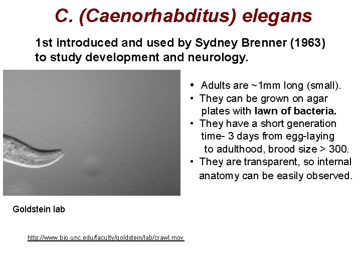 C. (Caenorhabditus) elegans 1 st introduced and used by Sydney Brenner (1963) to study