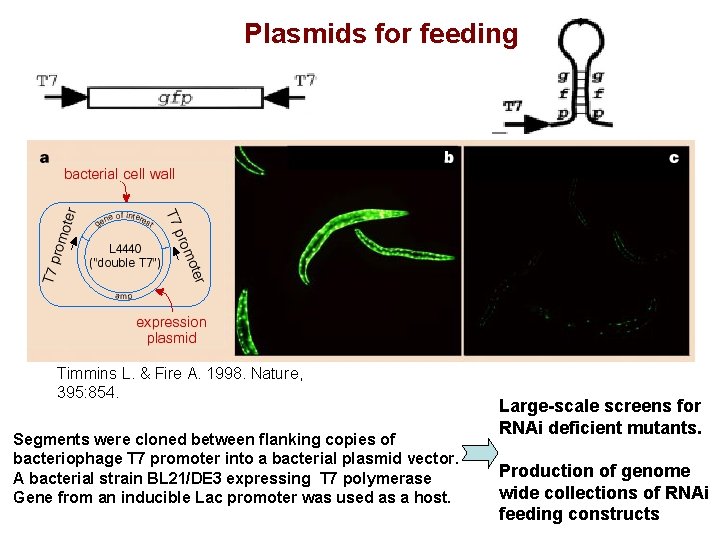 Plasmids for feeding Timmins L. & Fire A. 1998. Nature, 395: 854. Segments were