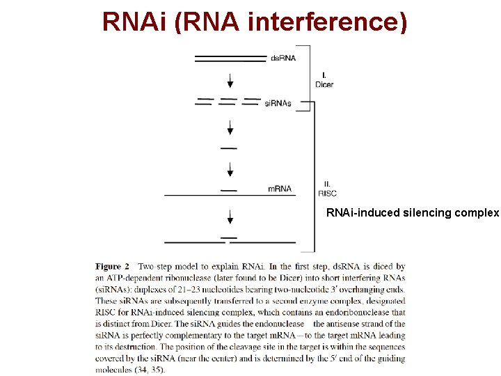 RNAi (RNA interference) RNAi-induced silencing complex 