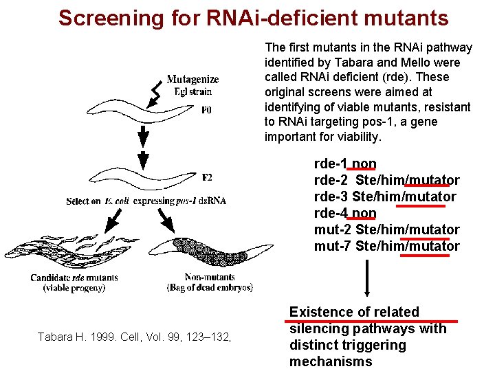 Screening for RNAi-deficient mutants The first mutants in the RNAi pathway identified by Tabara