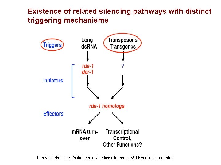 Existence of related silencing pathways with distinct triggering mechanisms http: //nobelprize. org/nobel_prizes/medicine/laureates/2006/mello-lecture. html 