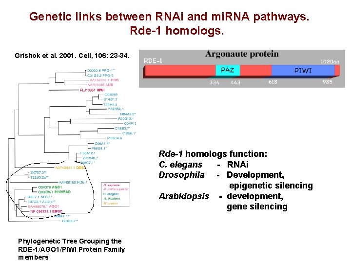 Genetic links between RNAi and mi. RNA pathways. Rde-1 homologs. Grishok et al. 2001.