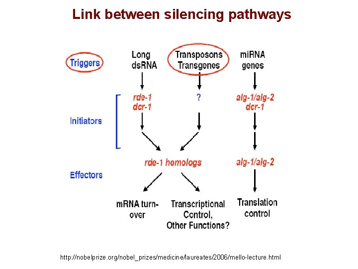 Link between silencing pathways http: //nobelprize. org/nobel_prizes/medicine/laureates/2006/mello-lecture. html 