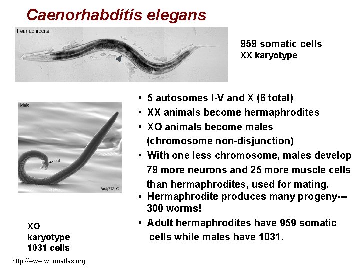 Caenorhabditis elegans 959 somatic cells XX karyotype XO karyotype 1031 cells http: //www. wormatlas.