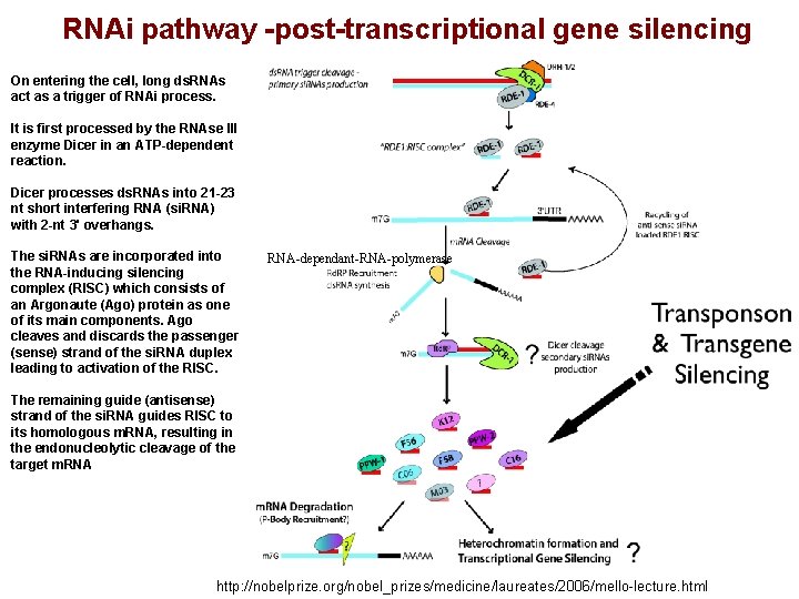 RNAi pathway -post-transcriptional gene silencing On entering the cell, long ds. RNAs act as
