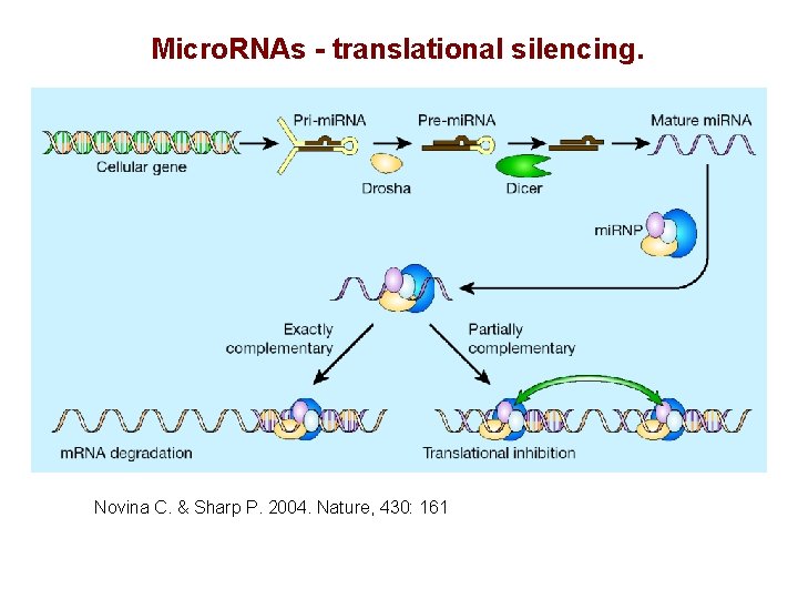 Micro. RNAs - translational silencing. Novina C. & Sharp P. 2004. Nature, 430: 161