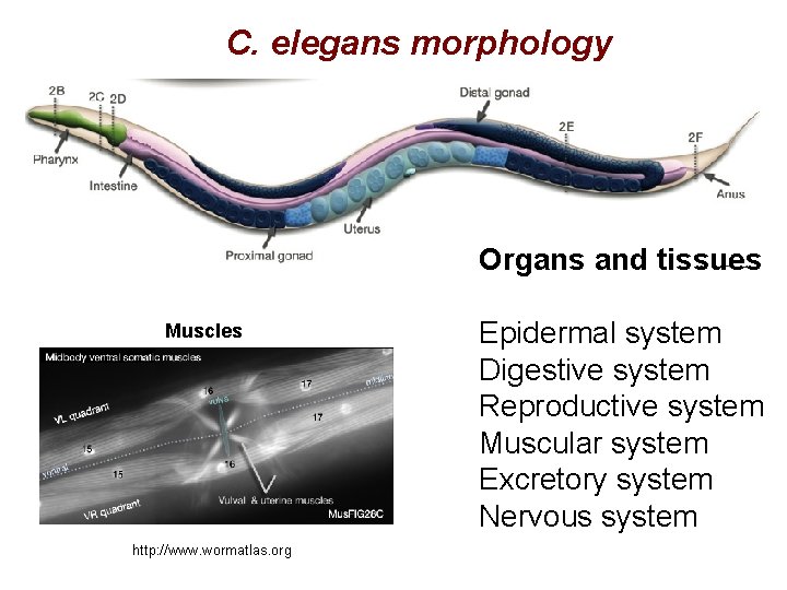 C. elegans morphology Organs and tissues Muscles http: //www. wormatlas. org Epidermal system Digestive