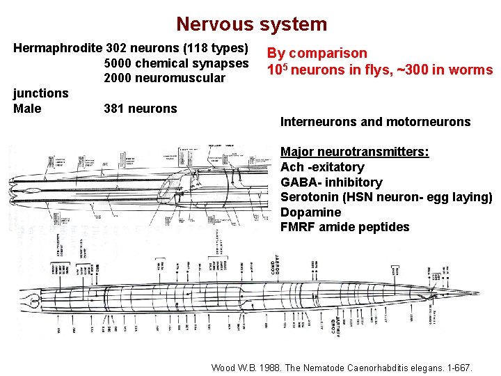 Nervous system Hermaphrodite 302 neurons (118 types) 5000 chemical synapses 2000 neuromuscular junctions Male