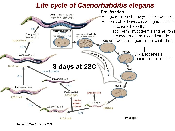 Life cycle of Caenorhabditis elegans Proliferation Ø generation of embryonic founder cells Ø bulk
