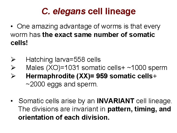 C. elegans cell lineage • One amazing advantage of worms is that every worm