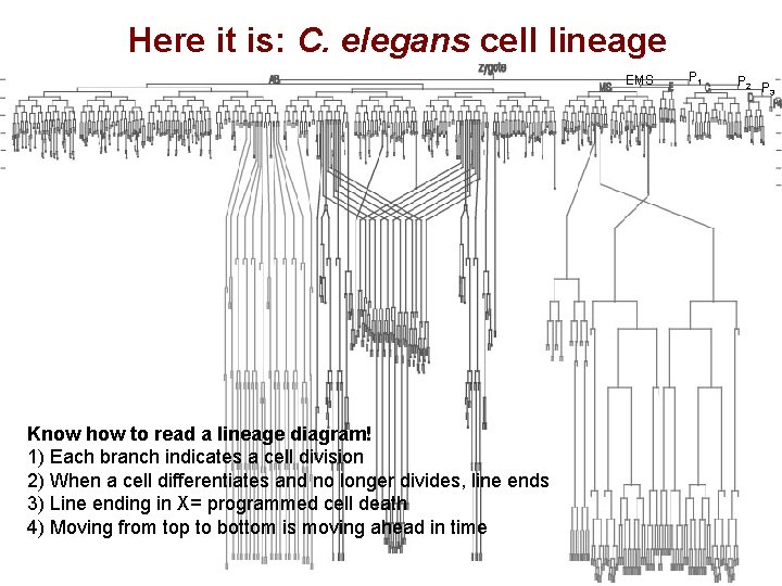 Here it is: C. elegans cell lineage EMS Know how to read a lineage