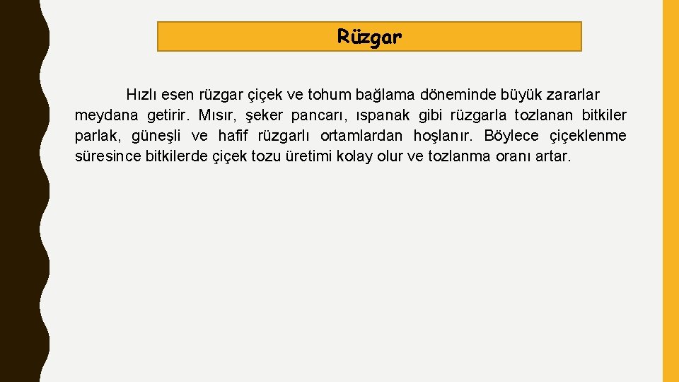 Rüzgar Hızlı esen rüzgar çiçek ve tohum bağlama döneminde büyük zararlar meydana getirir. Mısır,